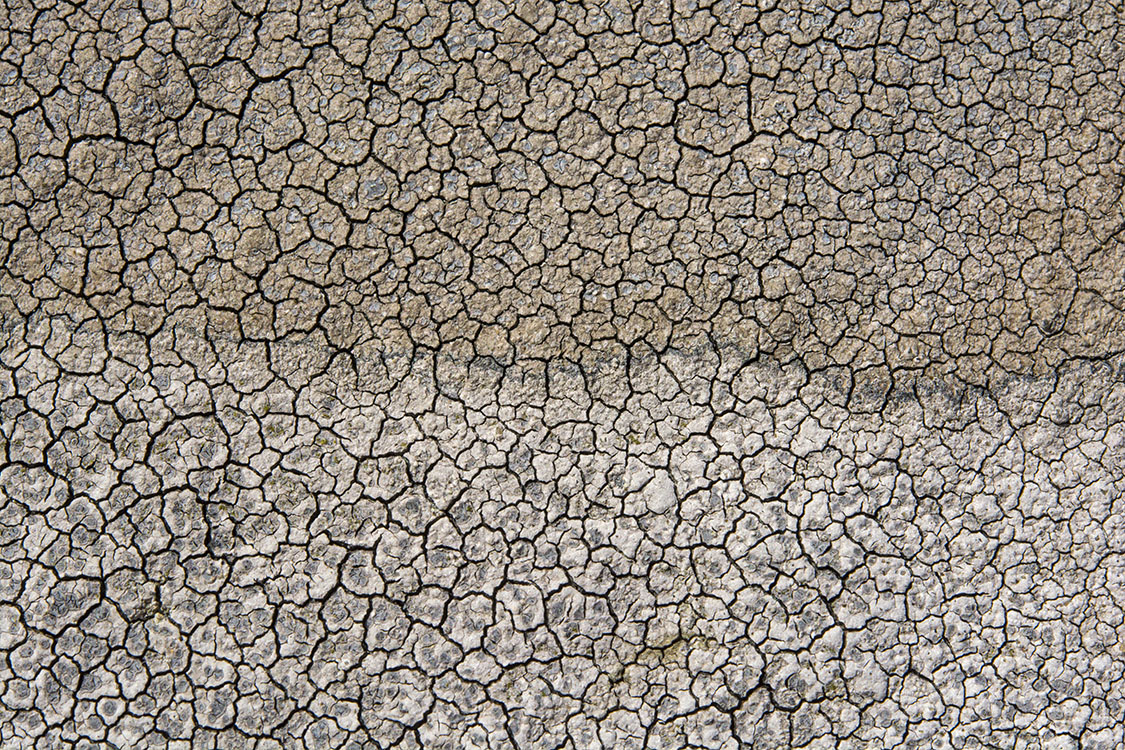 lichenscapes